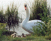 Swan Nest