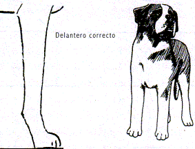 Delantero correcto.gif (11459 bytes)