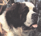 Rex del Soccorso.jpg (3339416 bytes)