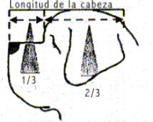c. proporciones.gif (8980 bytes)