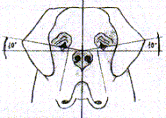 ojos.gif (12125 bytes)