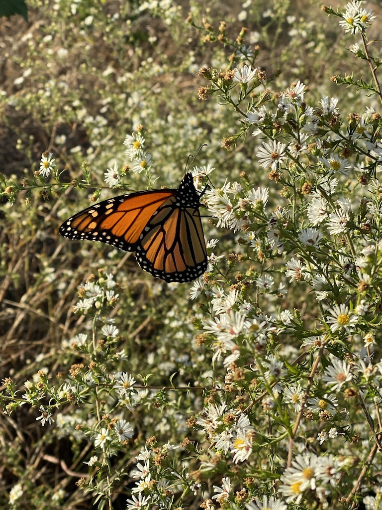 monarch