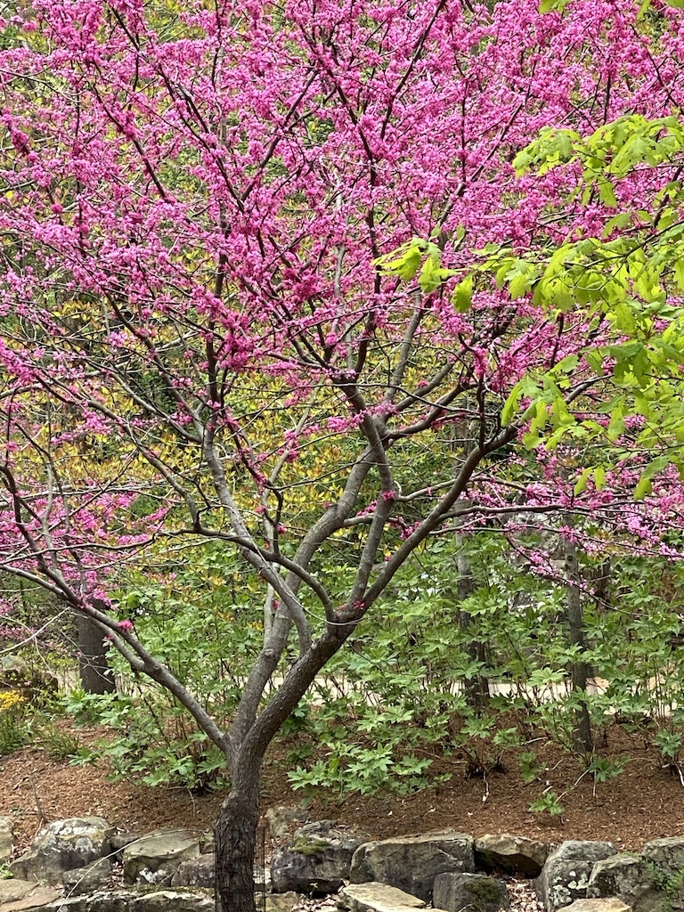 spring