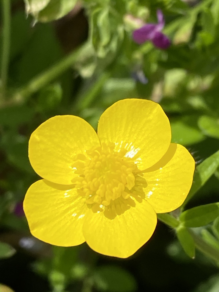 buttercup