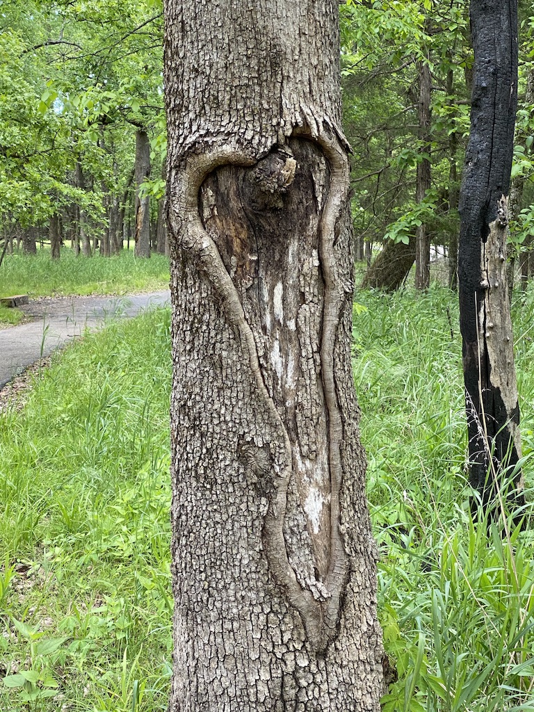heart tree