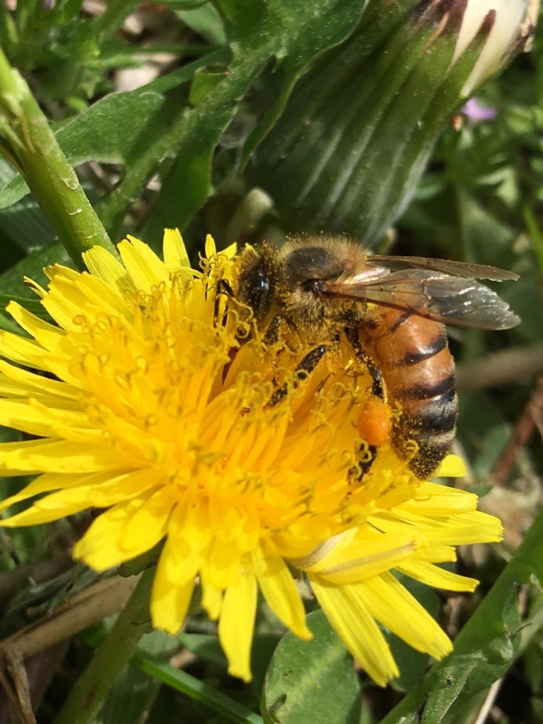Honey Bee