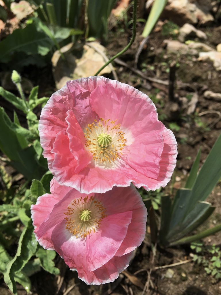 pink poppy