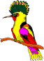 colrbirda