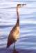 Charles River Greenway, Cambridge, MA, Cormorant