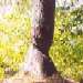 Concord Conservation Lands, Concord, MA, Beaver-chewed tree in Well Meadow