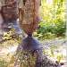 Concord Conservation Lands, Concord, MA, Beaver-chewed trees in Well Meadow