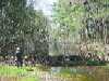 Middlesex Canal, N. Billerica, MA, Beaver dam across 1803 canal