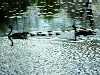 Middlesex Fells Reservation, Medford, MA, Geese, Bellevue Pond