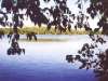 Walden Pond Reservation, Concord, MA, Walden Pond