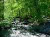 Weston Conservation Lands - 80 Acres, Weston, MA, Crossing Hobbs Brook