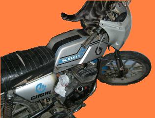 O gato N�O est� a pilotar. � que n�o chega aos pedais.