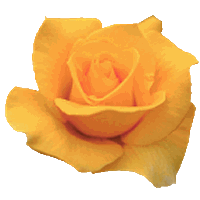 Flor Amarela