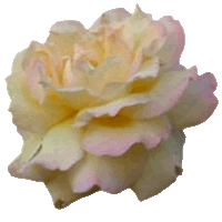 Flor Amarelo Claro