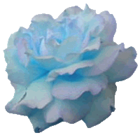 Flor Azul Claro