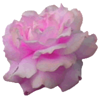 Flor Rosa