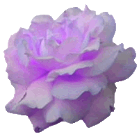 Flor Rosa Claro