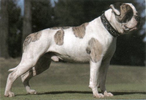 johnsons american bulldog. Johnson#39;s Dick the Bruiser 2