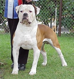 Bully Johnson Bulldog American Bully Red And White American