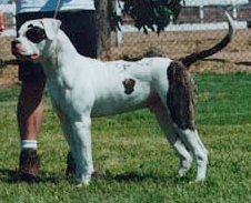 Americanbulldogseethedifferance