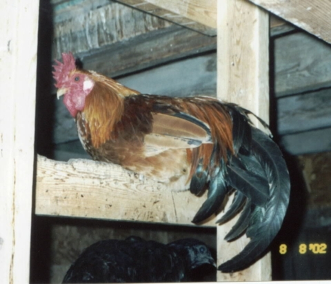 A Sicilian Buttercup Bantam cockerel