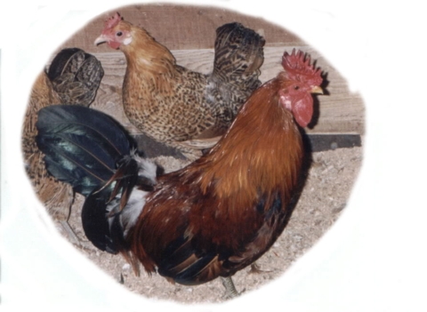 Buttercup Bantams