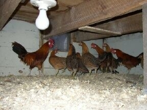 A breeding pen of Buttercup bantams