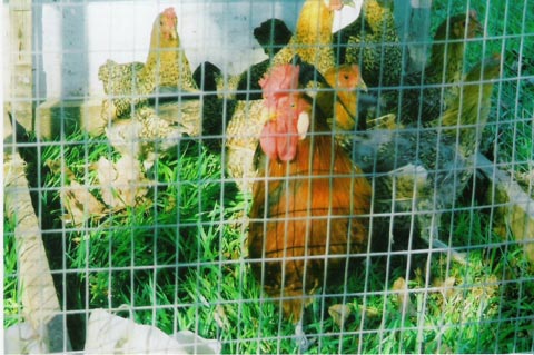 Large Fowl Buttercups, rooster and females
