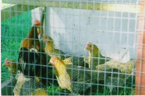 Large Fowl Buttercups, rooster and females