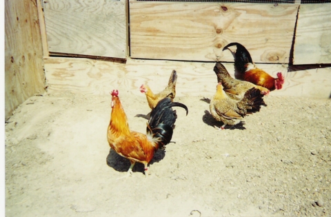 A flock of Buttercup bantams