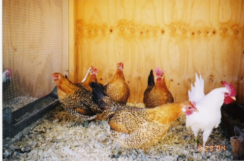 A pen of Sicilian Buttercup bantam females