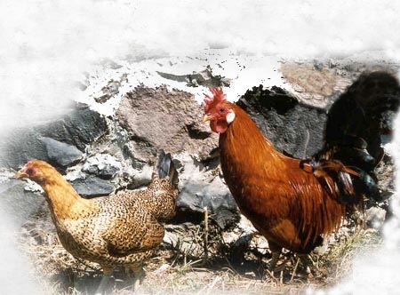 A pair of Sicilian Buttercup Bantams