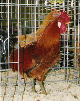 Sicilian Buttercup rooster