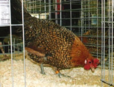 Sicilian Buttercup female