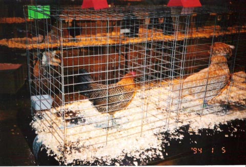 Reserve Mediterranean Sicilian Buttercup pullet