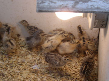 Buttercup Chicks with pheasant chicks