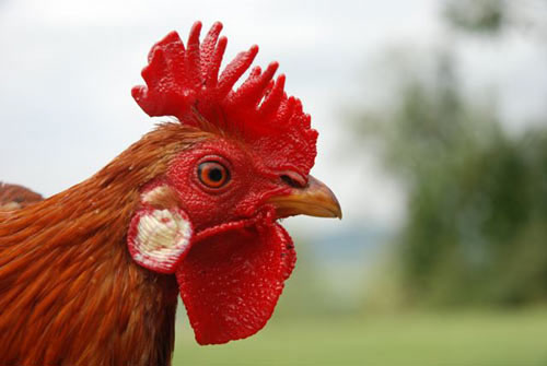 Head of a Buttercup Bantam Cockerel