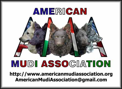AMA Logo