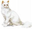 angora turco