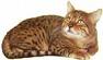 bengal