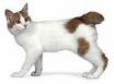 bobtail