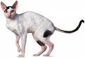 cornish rex