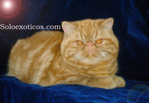 gato exotico