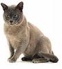 gato burmes