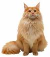 Maine Coon
