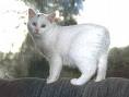 manx